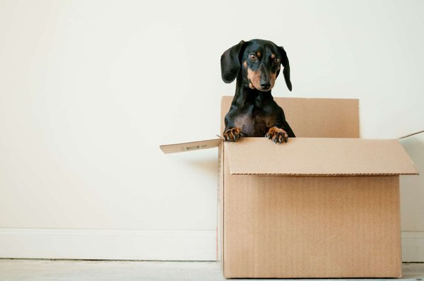 What's the Best Way to Prepare Your Pet for a Cross-Country Move?