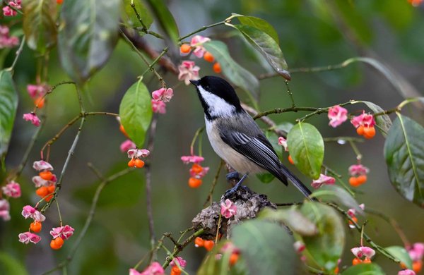 What Are the Environmental Considerations of Artificial Turf Fields for Sports?